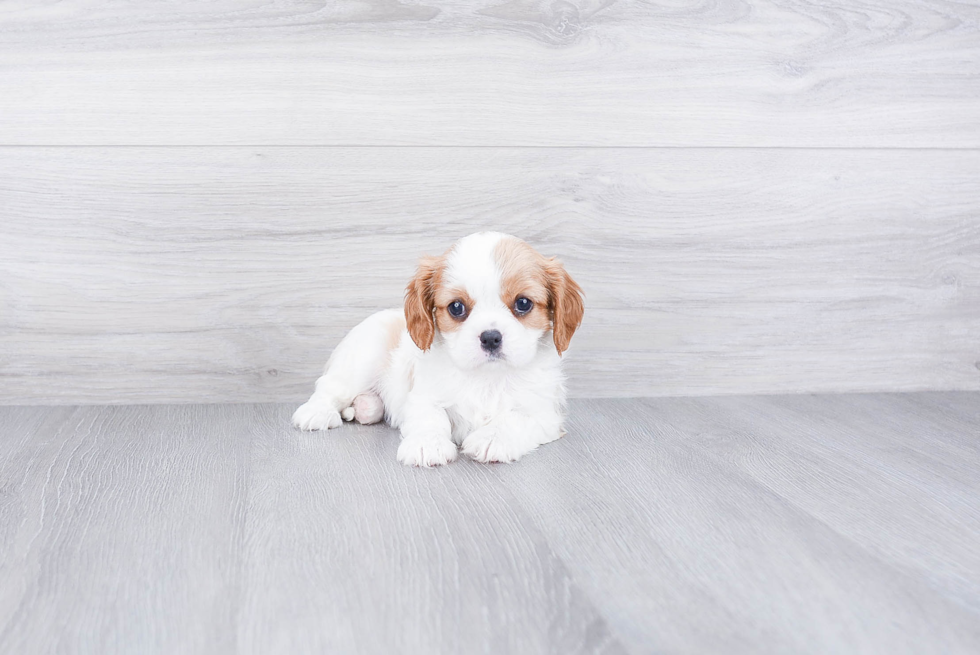 Akc Registered Cavalier King Charles Spaniel Purebred Pup