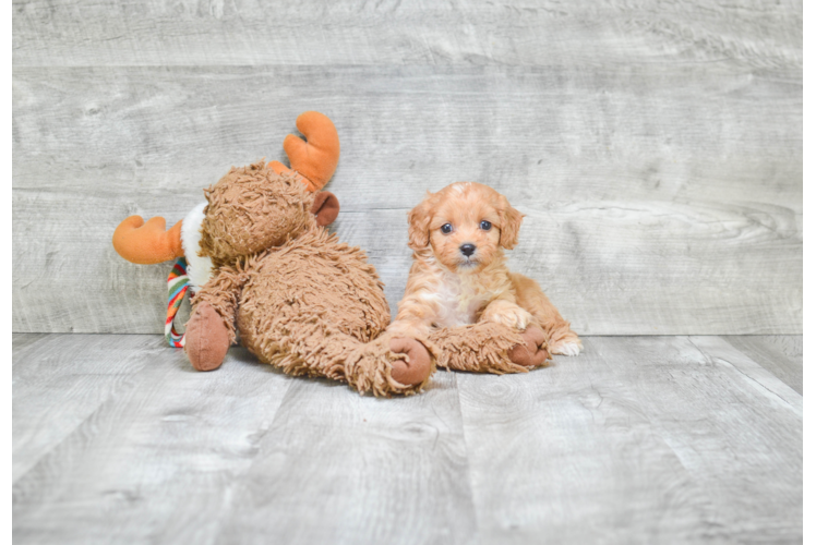 Cavapoo Pup Being Cute