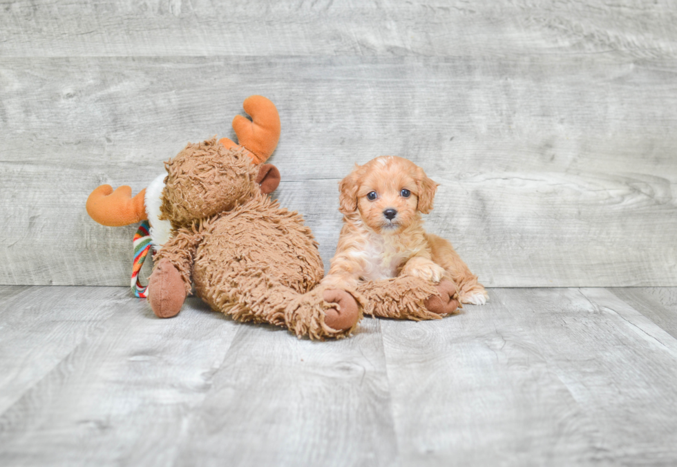 Cavapoo Pup Being Cute