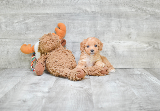 Cavapoo Pup Being Cute