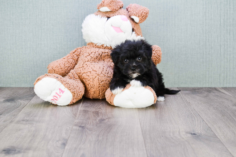 Morkie Pup Being Cute