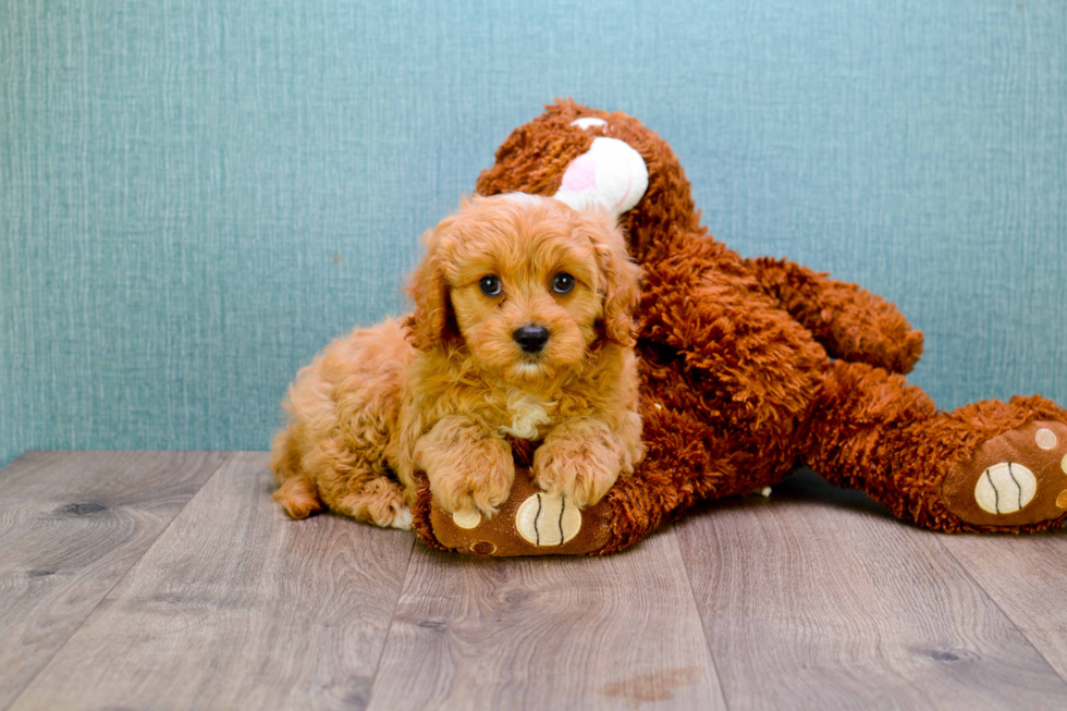 Mini Goldendoodle Pup Being Cute