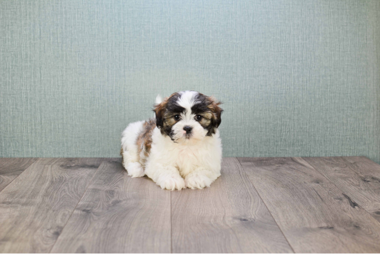 Teddy Bear Pup Being Cute