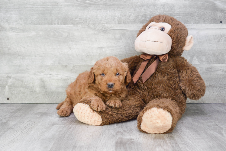 Smart Mini Goldendoodle Poodle Mix Pup