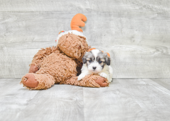 Teddy Bear Pup Being Cute