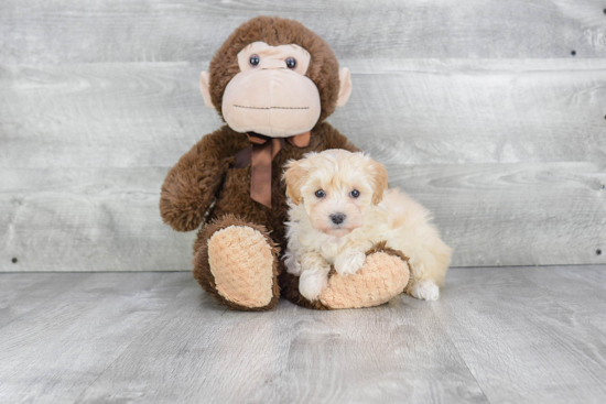 Maltipoo Pup Being Cute