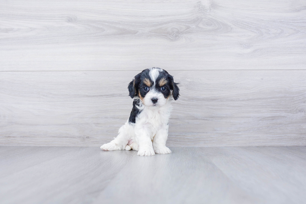 Cavapoo Pup Being Cute