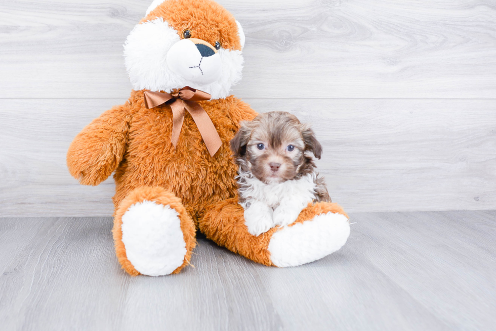 Happy Havanese Purebred Puppy