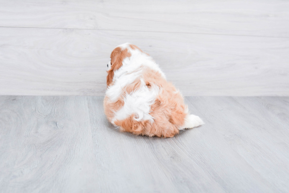Cavalier King Charles Spaniel Puppy for Adoption