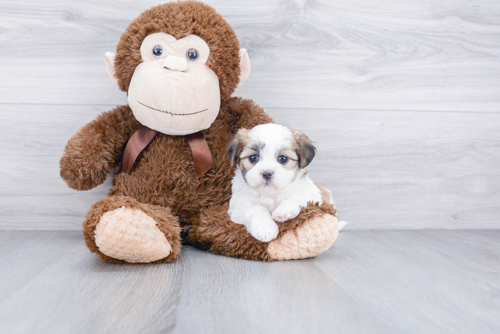 Popular Teddy Bear Designer Pup