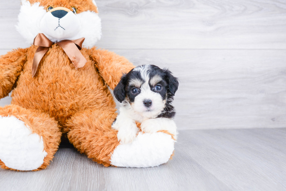 Funny Cavachon Designer Pup