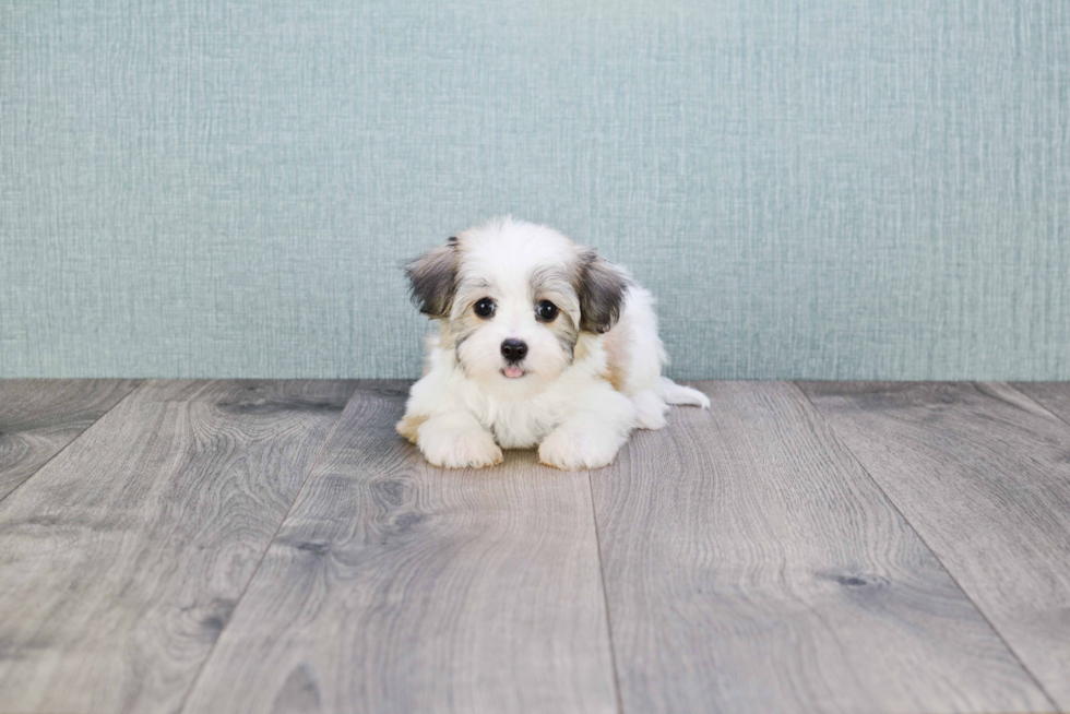 Adorable Havanese Purebred Puppy