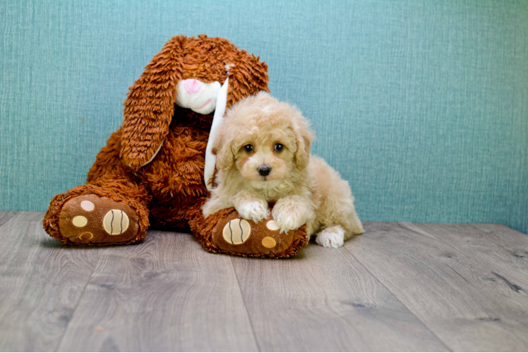 Funny Cavapoo Poodle Mix Pup
