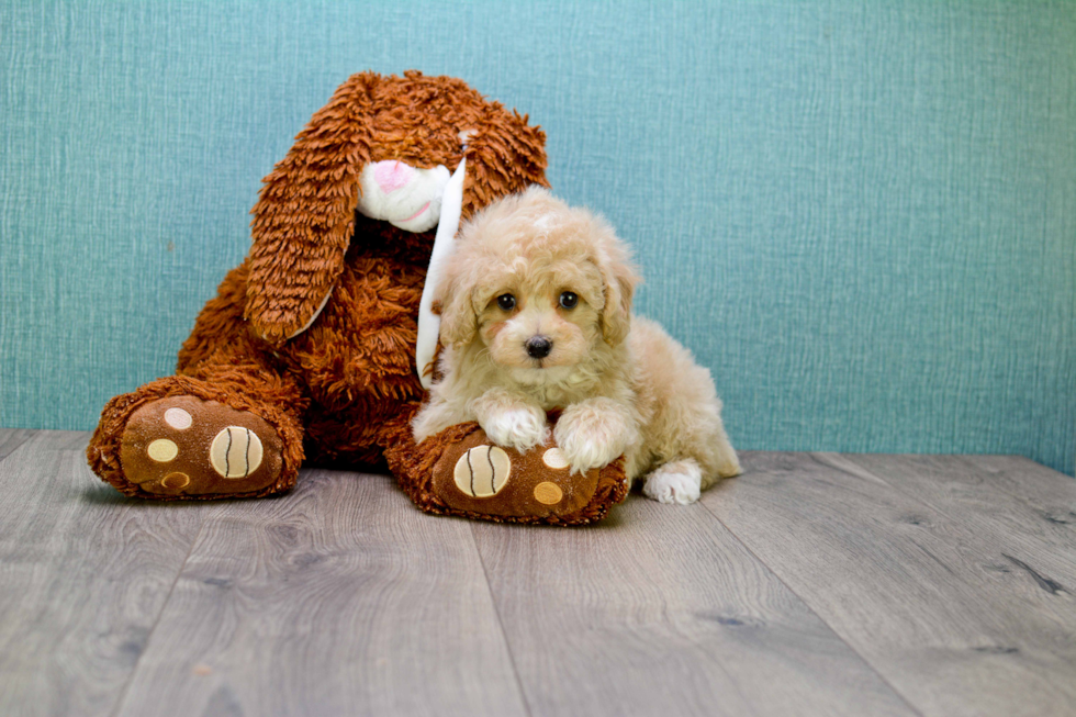 Funny Cavapoo Poodle Mix Pup