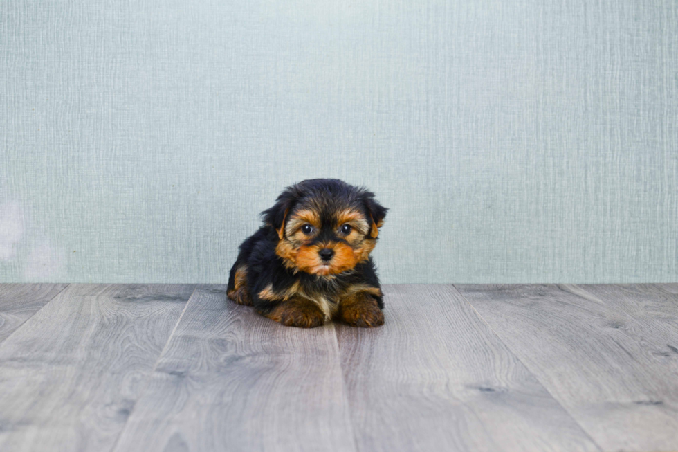 Meet Bronze - our Yorkshire Terrier Puppy Photo 