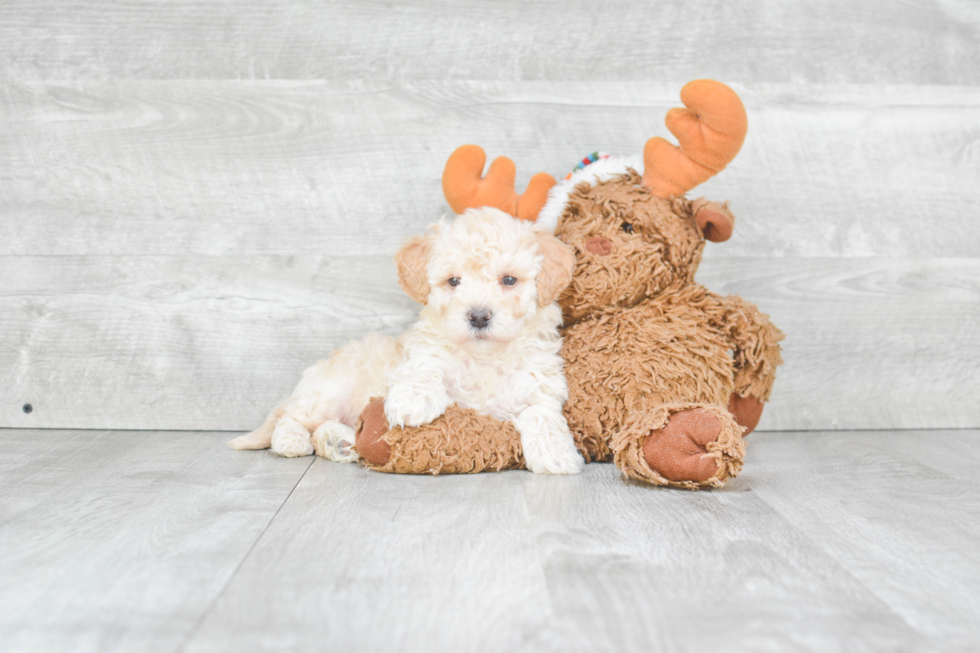 Little Maltese Poodle Poodle Mix Puppy