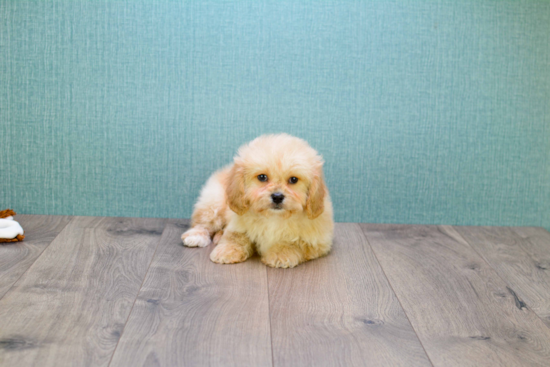 Best Cavapoo Baby