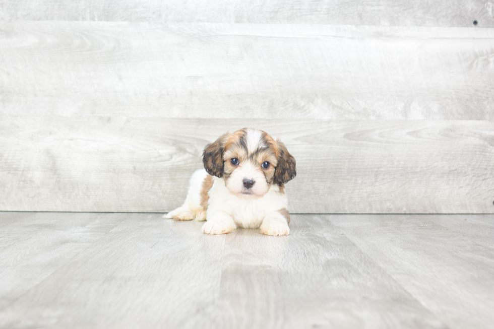 Cavachon Pup Being Cute