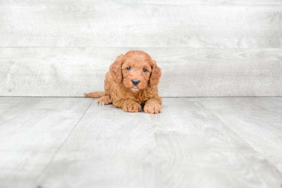 Mini Goldendoodle Pup Being Cute