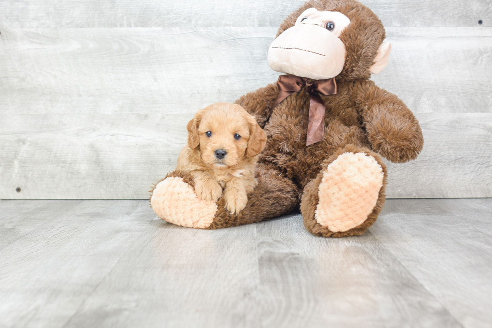 Best Cavapoo Baby