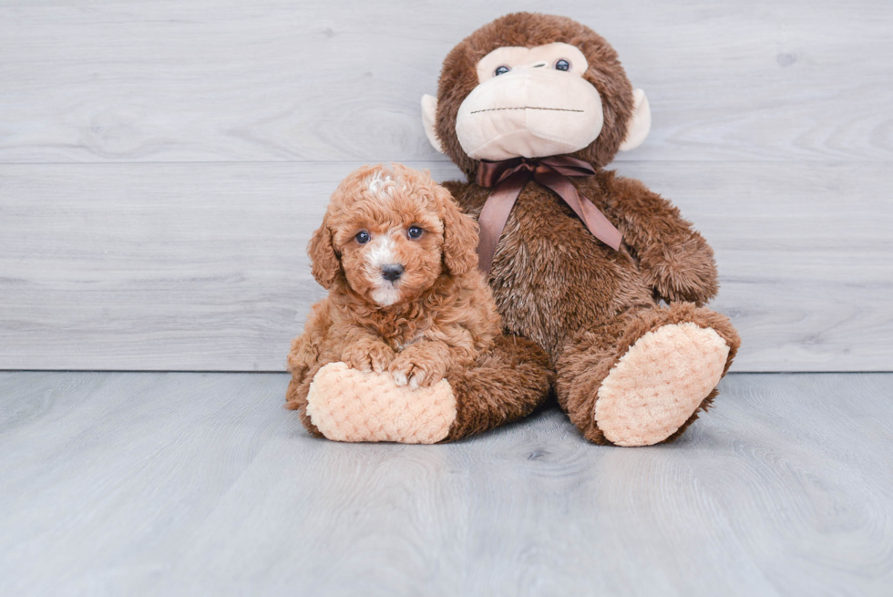 Playful Golden Retriever Poodle Mix Puppy