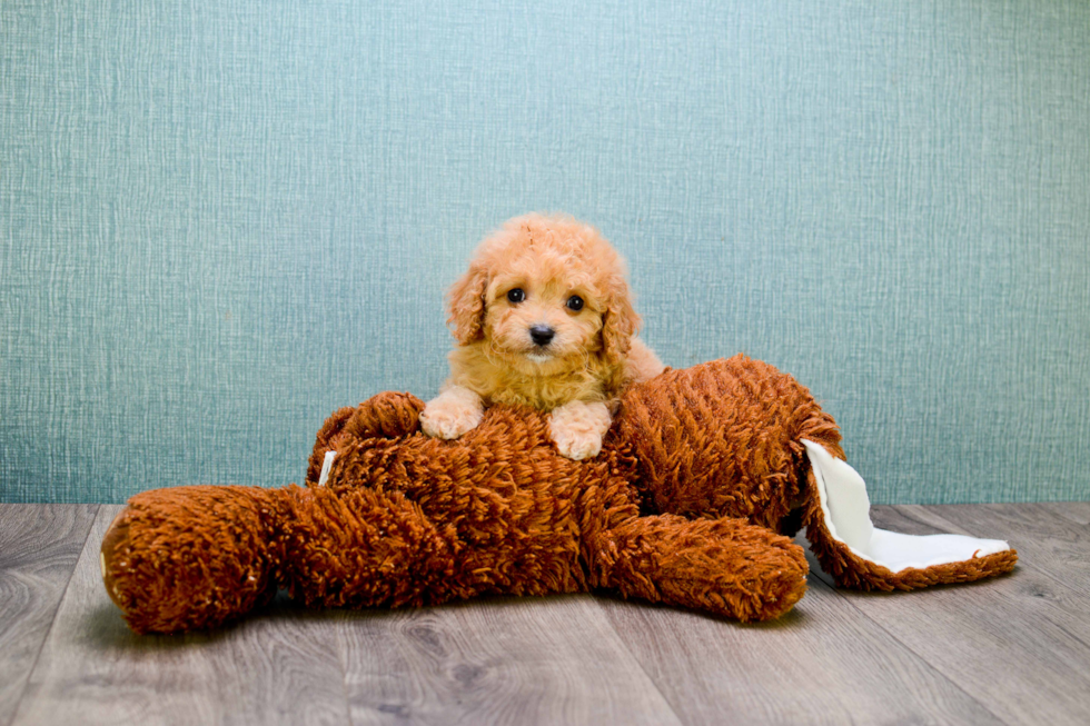 Friendly Cavapoo Baby