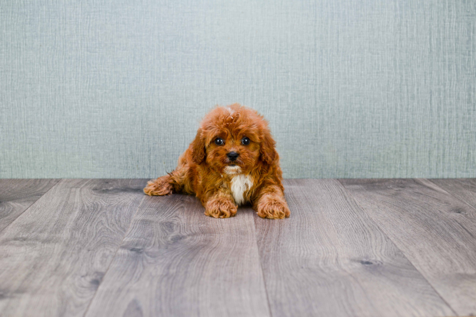 Fluffy Cavapoo Poodle Mix Pup