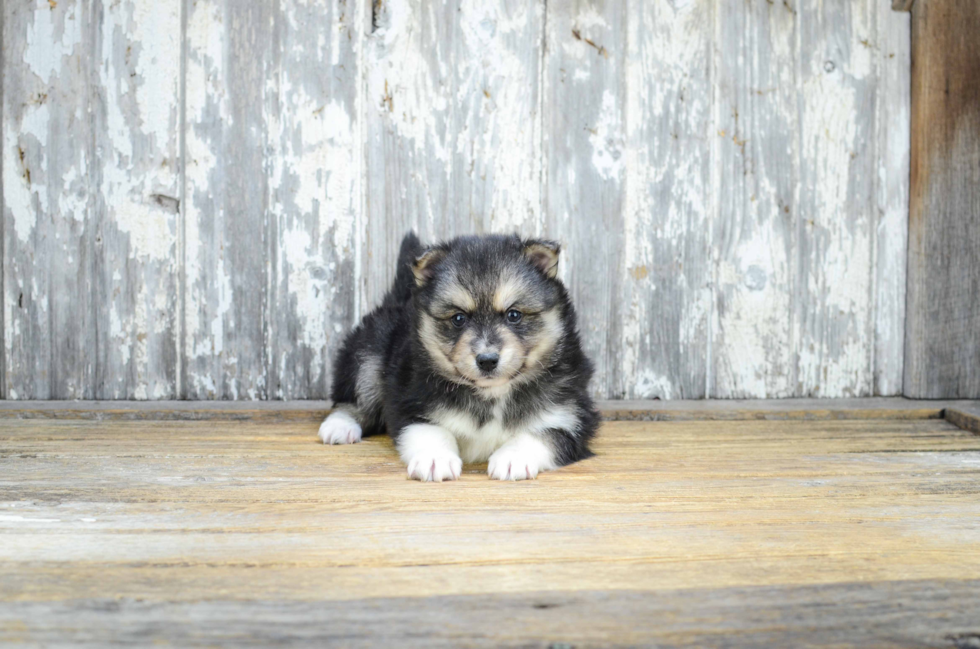 Popular Pomsky Designer Pup