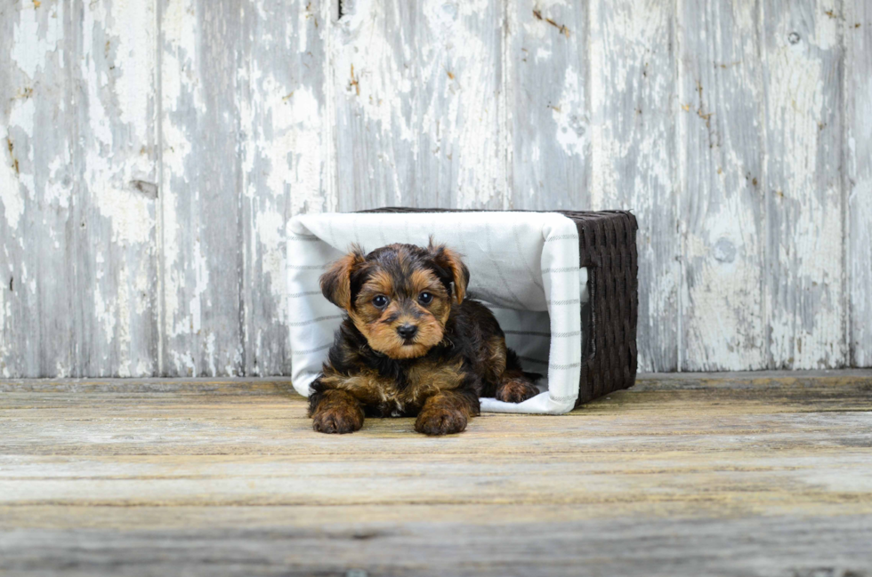 Little Yorkie Doodle Poodle Mix Puppy