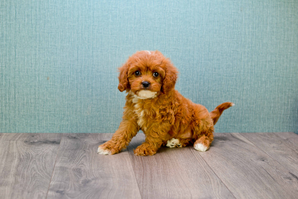 Energetic Cavoodle Poodle Mix Puppy