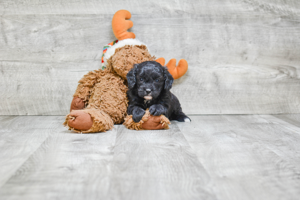 Petite Cavapoo Poodle Mix Pup