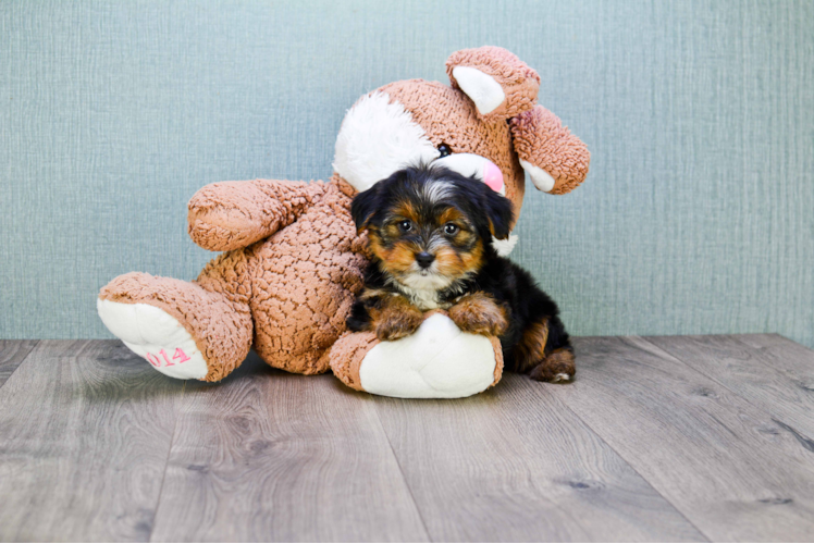 Shorkie Puppy for Adoption