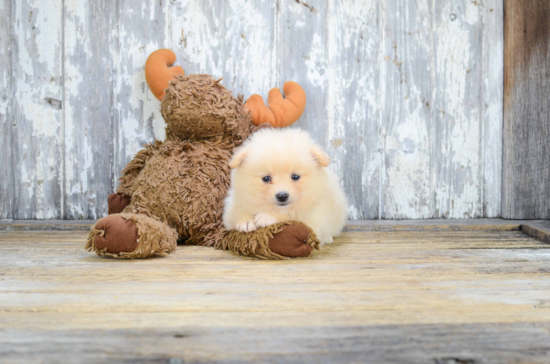 Small Pomeranian Purebred Pup