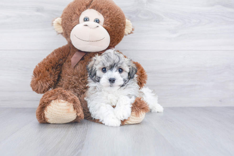 Best Havanese Baby