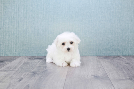 Small Maltese Purebred Pup