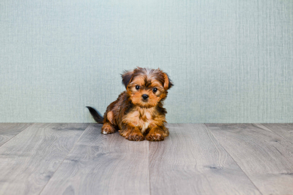 Shorkie Pup Being Cute