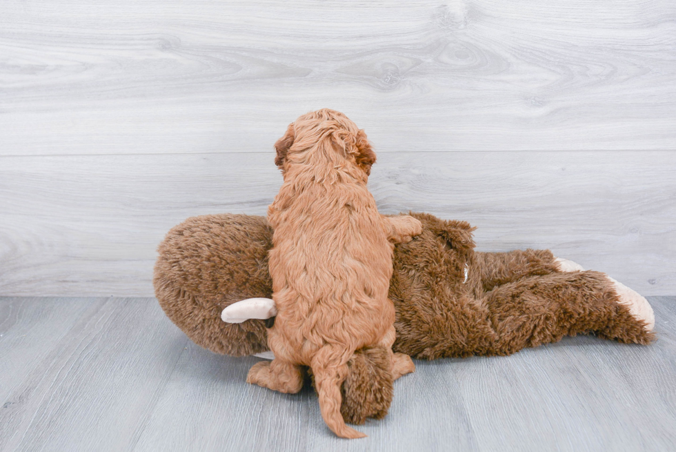 Cavapoo Puppy for Adoption