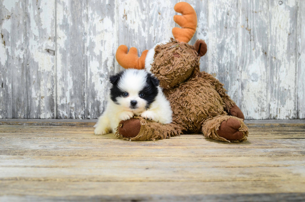 Pomeranian Pup Being Cute