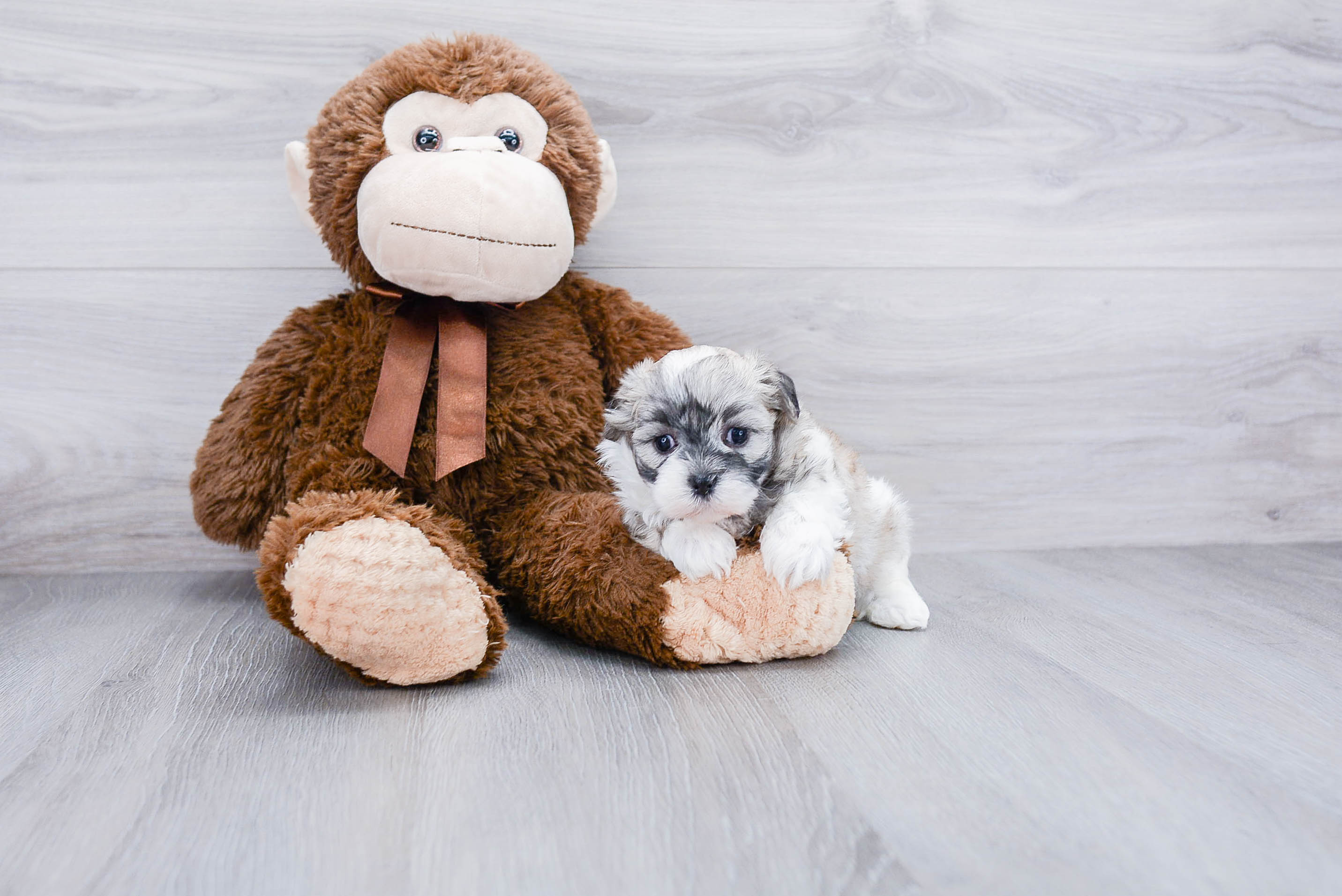 Teddy Bear Puppy for Adoption