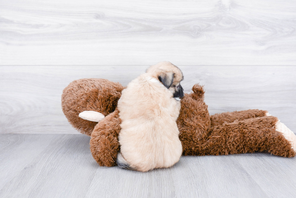 Small Havanese Purebred Pup