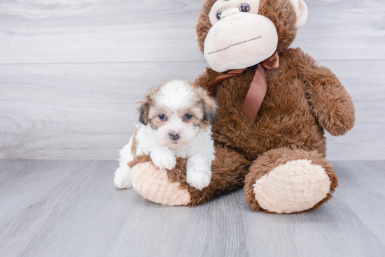 Teddy Bear Pup Being Cute