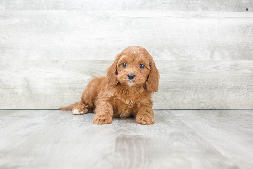 Cavapoo Puppy for Adoption