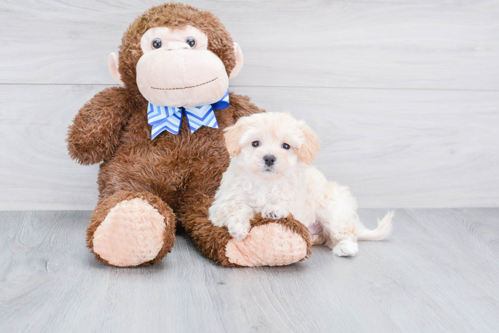 Happy Maltipoo Baby