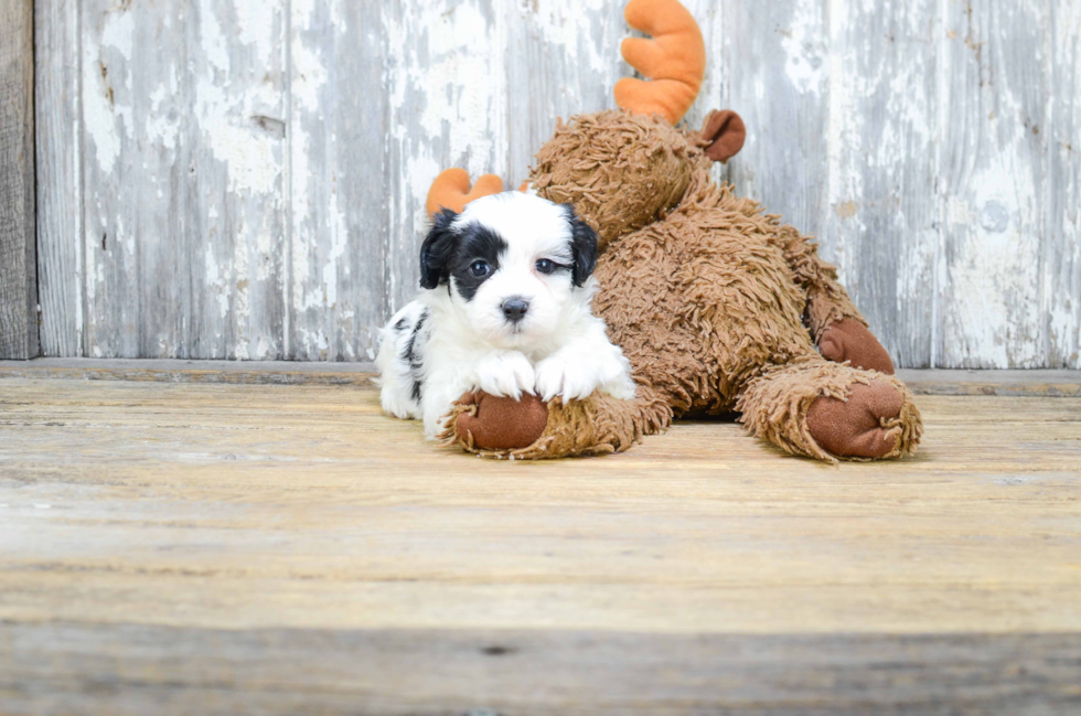 Teddy Bear Pup Being Cute