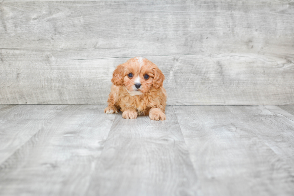 Cavapoo Puppy for Adoption