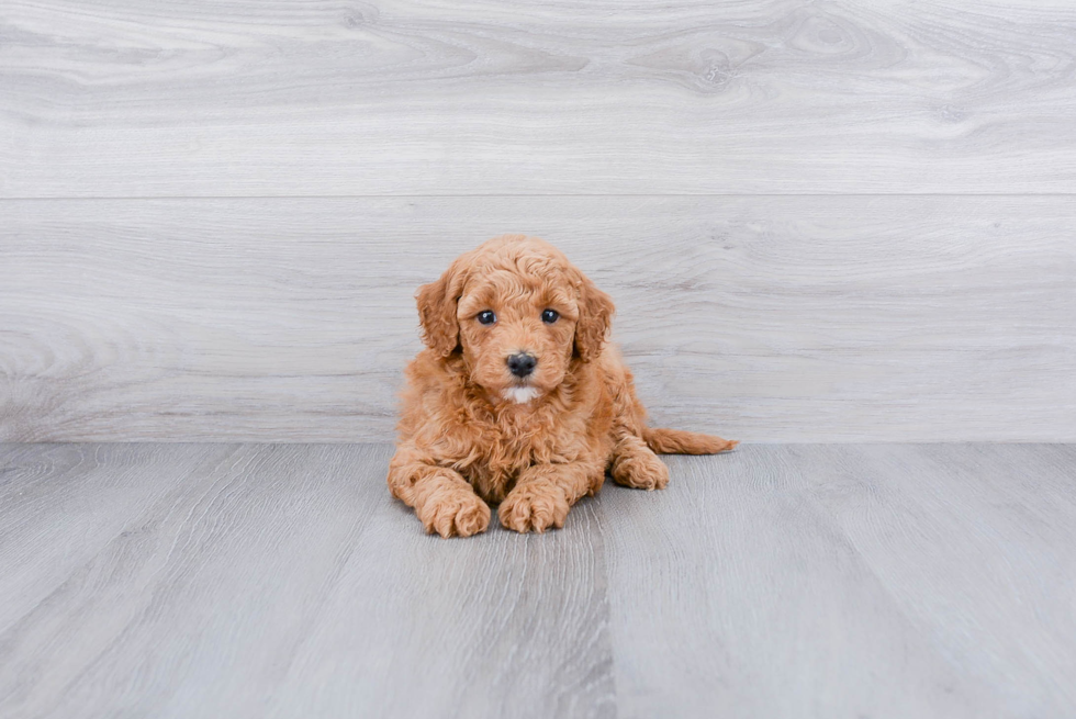 Best Mini Goldendoodle Baby