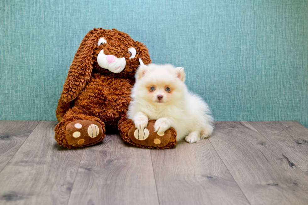 Fluffy Pomeranian Purebred Puppy