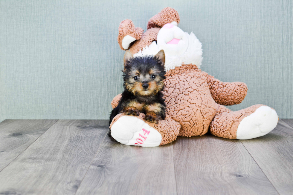 Meet Nugget - our Yorkshire Terrier Puppy Photo 