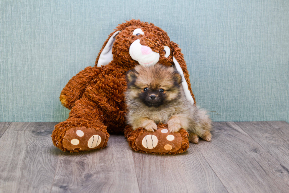 Sweet Pomeranian Purebred Puppy