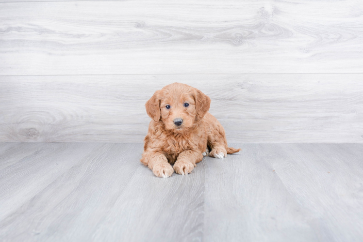 Energetic Golden Retriever Poodle Mix Puppy